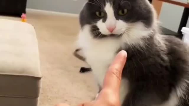 Cats want to be petted and pampered