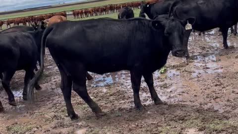 54- First calve Angus pair.