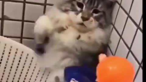 Try not to laugh funny animals #shorts