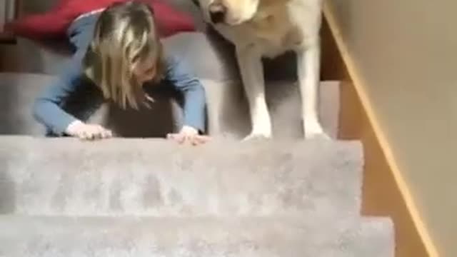 Funny dogs and cats caugth on camera