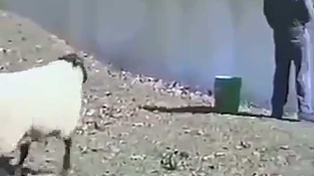 رآسيةمن الخلف