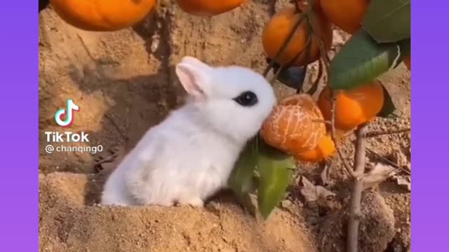 rabbit eats oranges