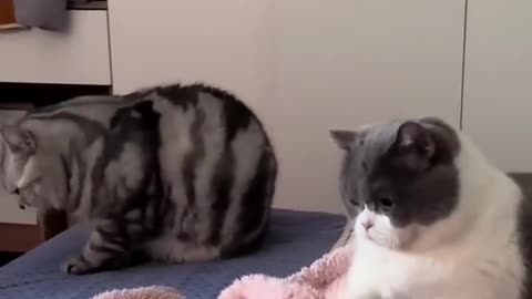 Funny Cat Compilation_ Hilarious Synchronizations!