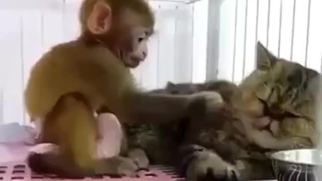 Monkey playing with kitten hilarious