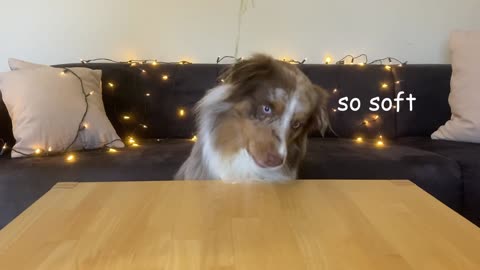 Adorable dog reviews food