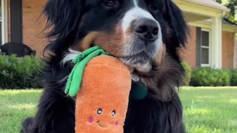 Just a boy and his ESC 🥕