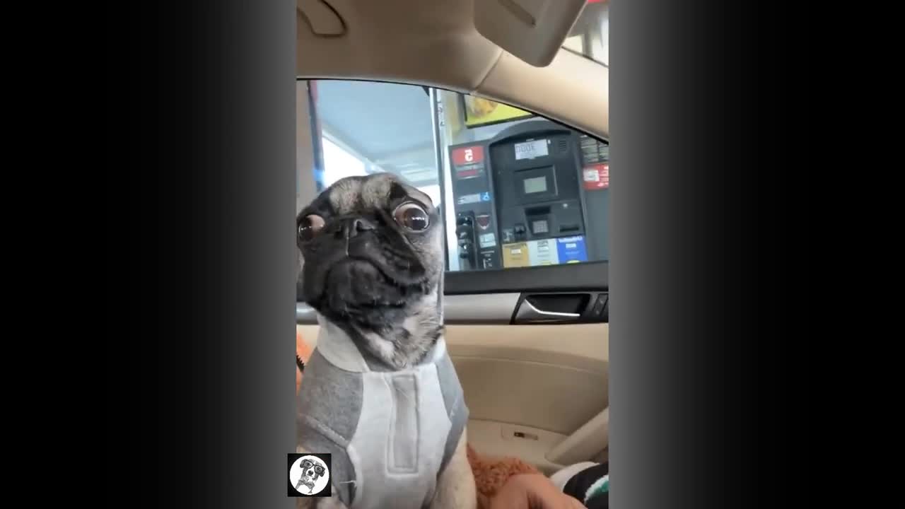 Pug Funny and Cute Moments 😂