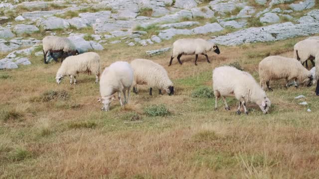 View of a flock of sheep grazing in the grass near the rocky mountains