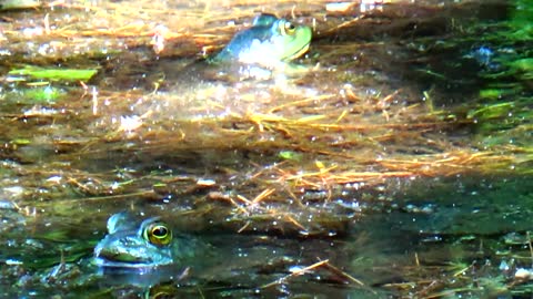 Bullfrogs
