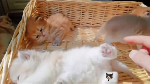 Cute cat video (10), cute and funny kitty, funny cat