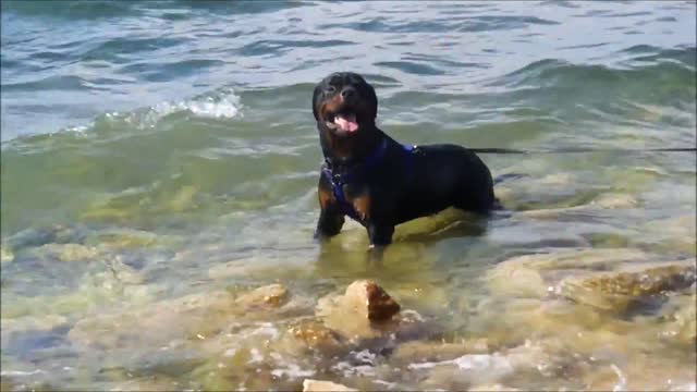 Best black dog swimming in the sea.