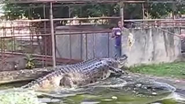 BIGGEST CROCODILE EVER NAME LAPU-LAPU