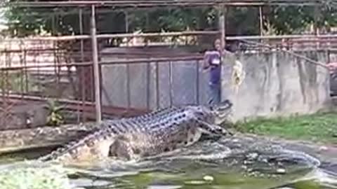 BIGGEST CROCODILE EVER NAME LAPU-LAPU