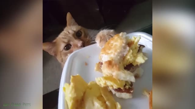 Funniest Cat Videos That Will Make You Laugh! 🤣🤣🤣