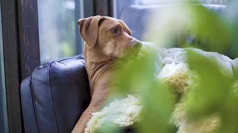 funny dog,funy brees,cute dog