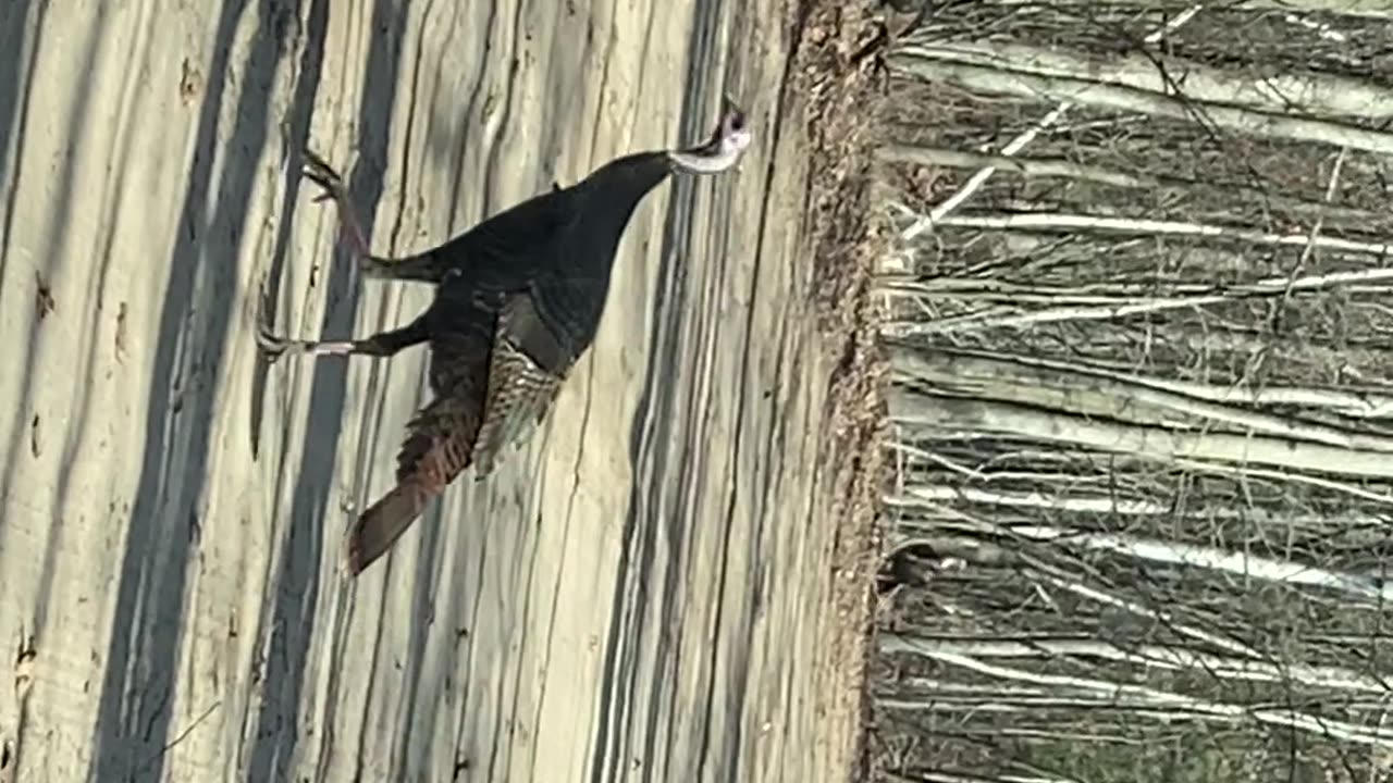 Mid Michigan Wild turkey walking a sandy private lane