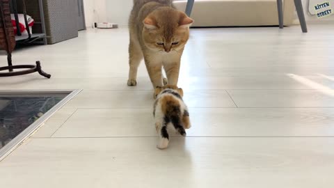 Daddy cat meets kitten Coco.