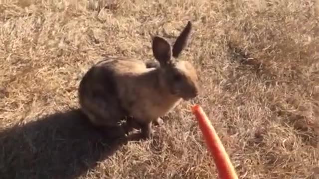 Calling wild rabbit 2