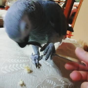 Parrot elegantly eats a banana while using a fork
