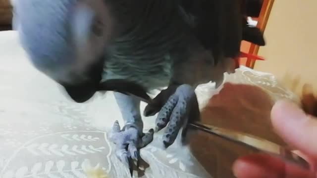 Parrot elegantly eats a banana while using a fork