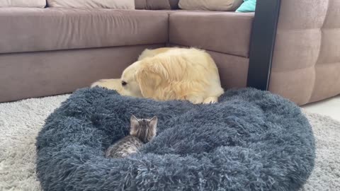 Golden Retriever Shocked by a Kitten occupying his bed!