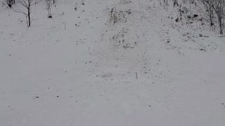 Tobogganing fun