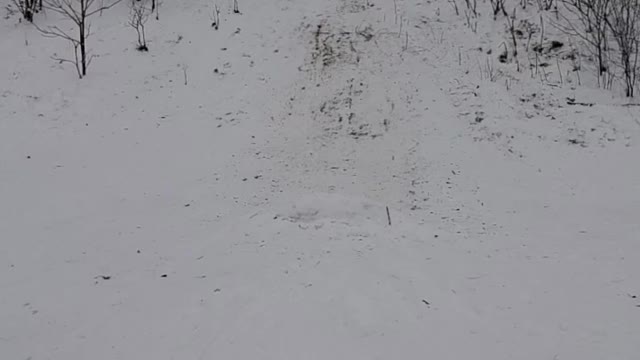 Tobogganing fun