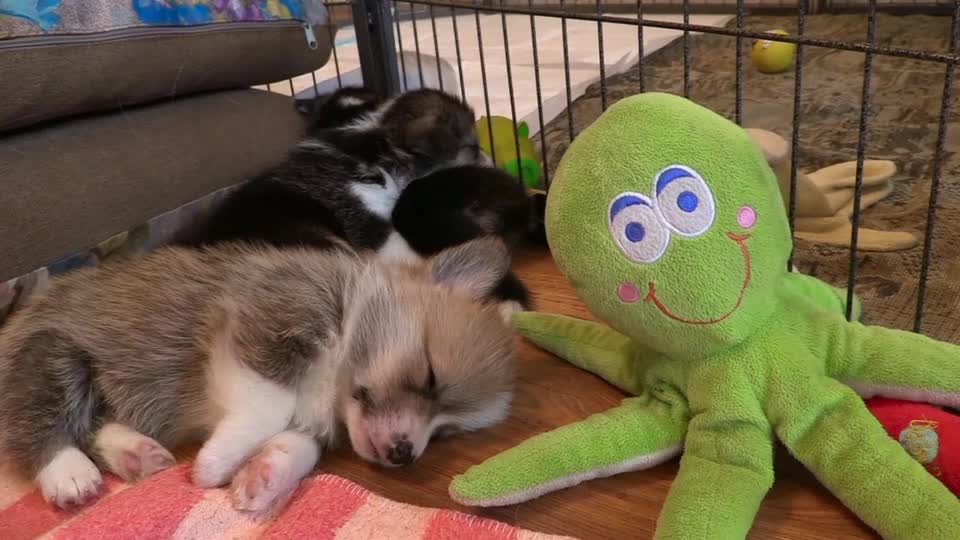 Sleeping dog with doll