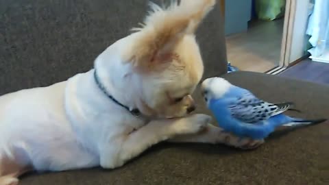Animals give good example to human to learn from