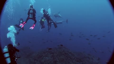 Wild dolphins play with divers, ask to be pet