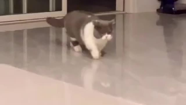 Cute Cat Meows While Walking Like A Boss: Try Not To Laugh Or Chuckle