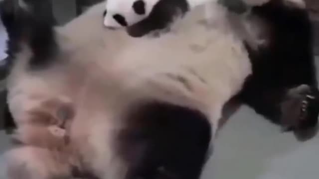 cute baby panda sleeping