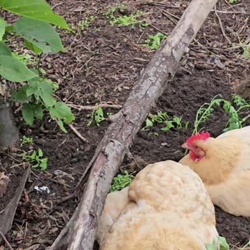 OMC! Adorable chicken friends relaxing around their tree and enjoying themselves! #chickens #shorts