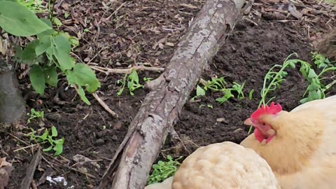 OMC! Adorable chicken friends relaxing around their tree and enjoying themselves! #chickens #shorts