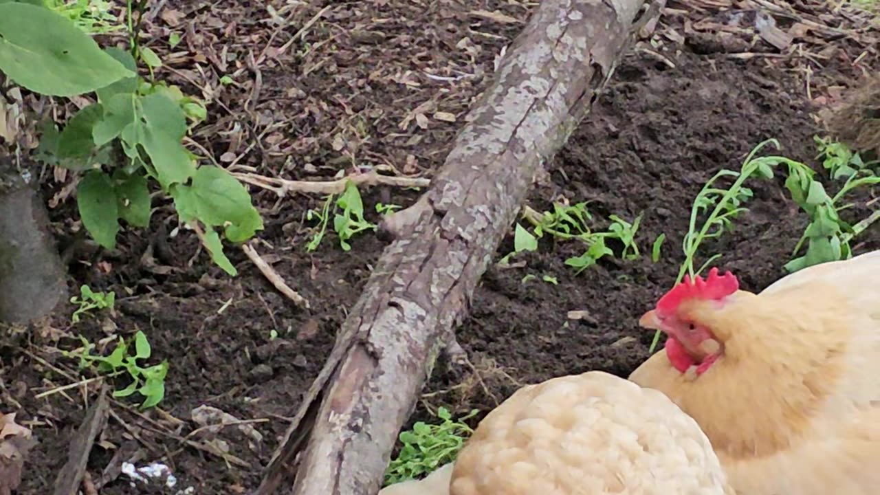 OMC! Adorable chicken friends relaxing around their tree and enjoying themselves! #chickens #shorts