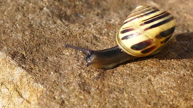 what is the speed of a snail?