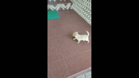 Cute Puppy Pt 2.1