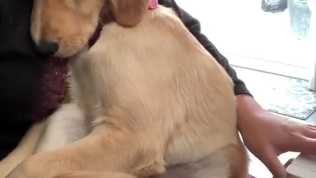 Cute and Funny Dog Videos