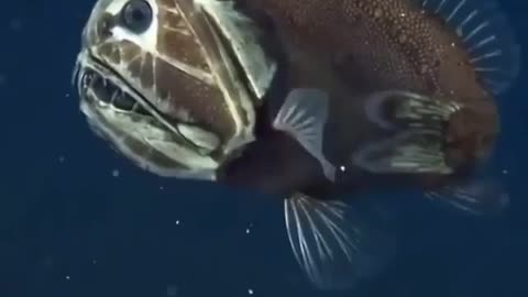 This is a beautiful and charming water-dwelling species