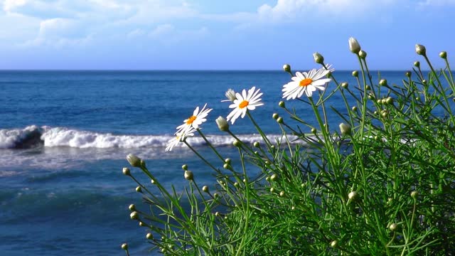 Daisy Flowers