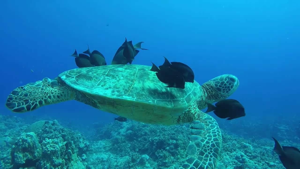 Animals Underwater