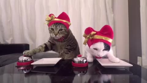 Cute Cat & Kitten Vidz #01.