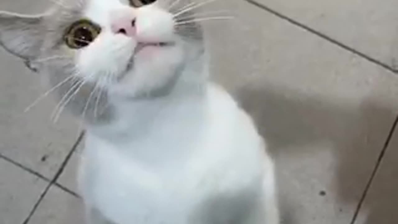 Amazing cat 🐈 trending video