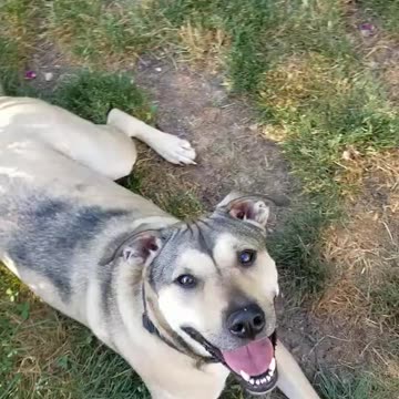 Great lesson with Toby tonight, teaching and reinforcing Stay behavior through play.