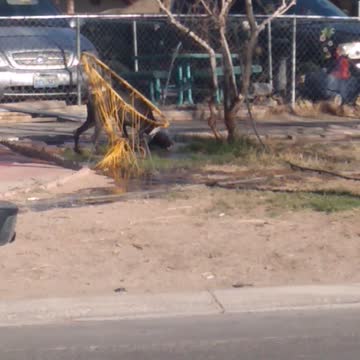Doberman barking at water