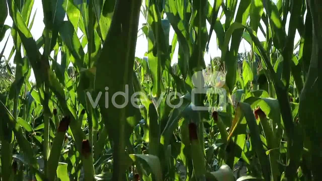 Bottom up shot of green organic corn plants at sunset