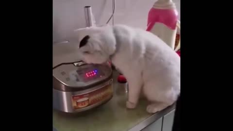 Best Funny Animals Video 2022 - Newest Cats😹 and Dogs🐶 Videos of the Week!