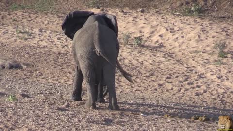 Top Ten Largest Elephant in Africa