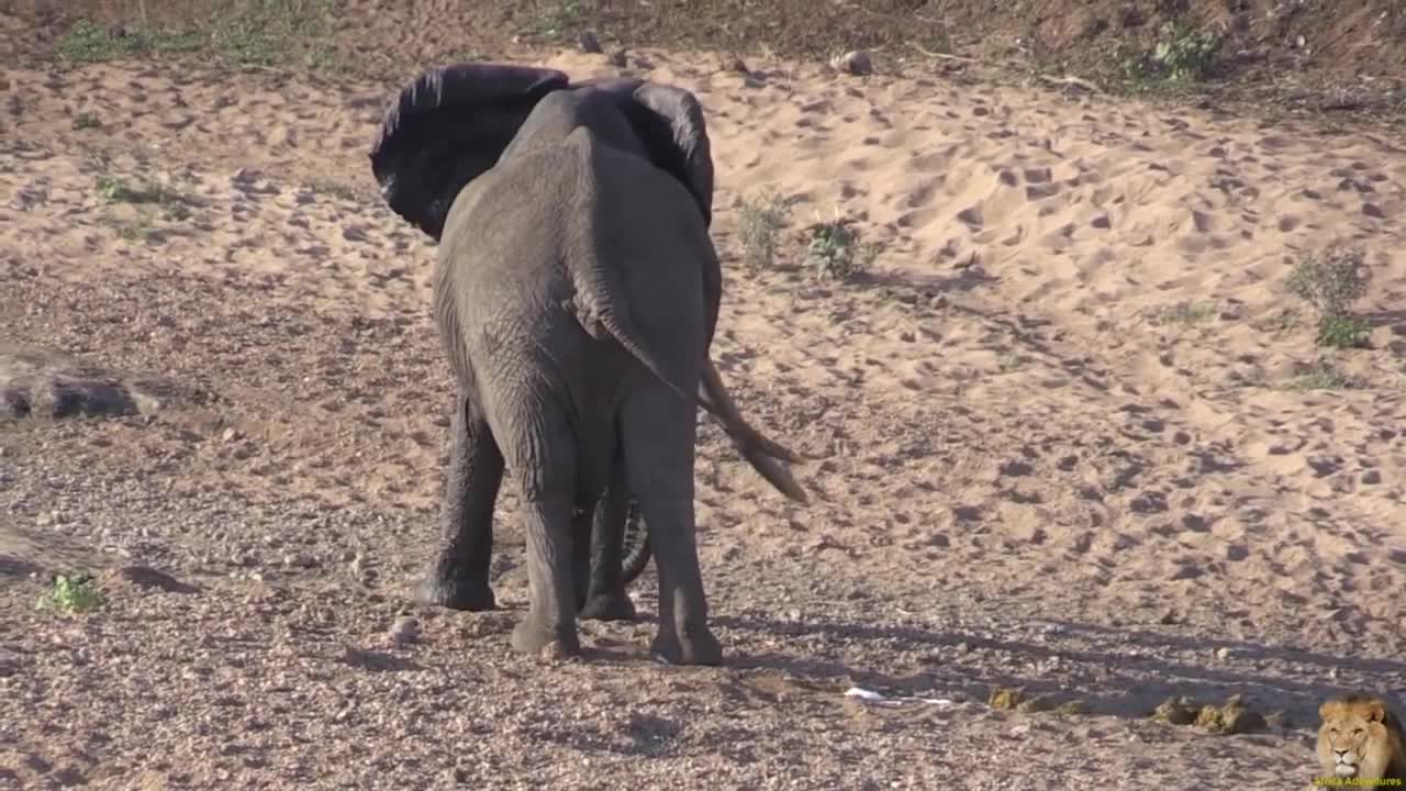 Top Ten Largest Elephant in Africa