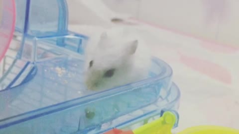 A cute hamster that feeds on.